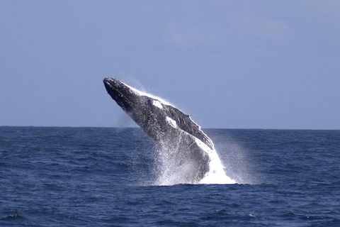 Tangalooma Island Resort Whale Watching Day Cruise With Dolphin Viewing - Accommodation Guide 4