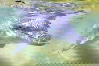 Tangalooma Island Resort Whale Watching Day Cruise with Dolphin Feeding, Brisbane