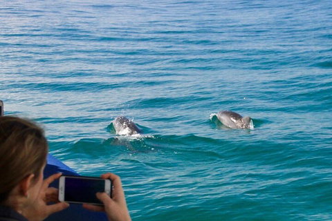 Julian Rocks Byron Bay Cruise - Accommodation Guide 1