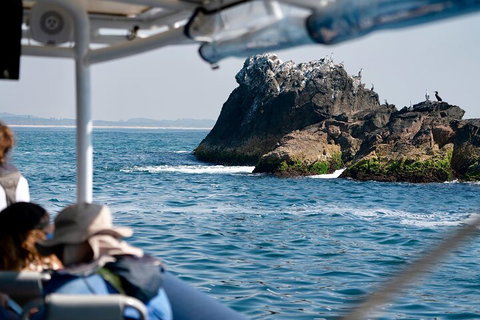 Julian Rocks Byron Bay Cruise - Accommodation Guide 2