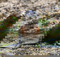 Phillip Island Seal-Watching Cruise - Accommodation China