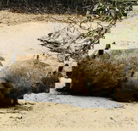 Phillip Island Penguin Parade Brighton Bathing Boxes and Wildlife Park Tour - Accommodation China