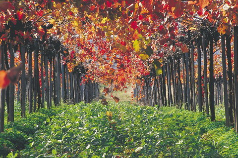 Margaret River Private Tour - Accommodation China 0