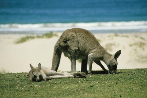 Great Ocean Road Highlights Tour - 2 Days, 1 Night - Accommodation China 2