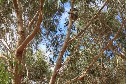 Kangaroo Island 4WD Tour - Best Of KI In 2 Days - Accommodation Guide 0