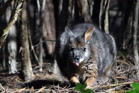 Small-Group Kangaroo Island 4WD Night Tour - Accommodation Guide 1