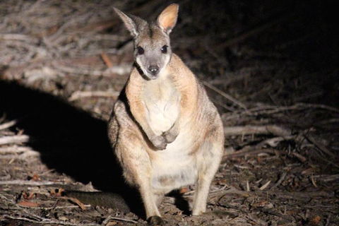 Small-Group Kangaroo Island 4WD Night Tour - Accommodation Guide 3