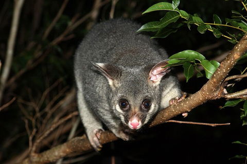 Small-Group Kangaroo Island 4WD Night Tour - Accommodation Guide 5