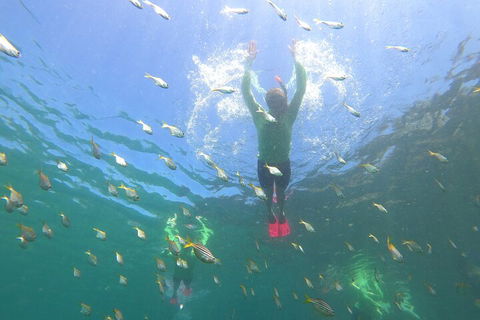 Manly Snorkel Trip And Nature Walk With Local Guide - Accommodation China 0