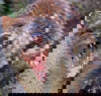 After Dark Tasmanian Devil Feeding Tour at Cradle Mountain - Accommodation Guide
