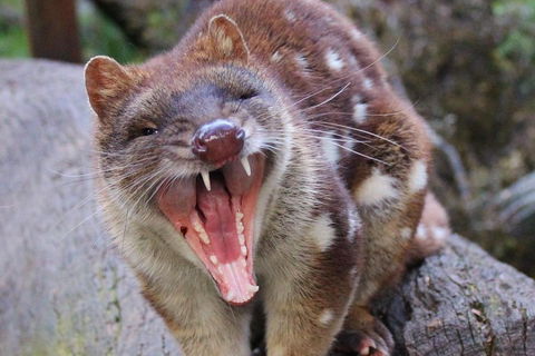 After Dark Tasmanian Devil Feeding Tour At Cradle Mountain - Accommodation Guide 0