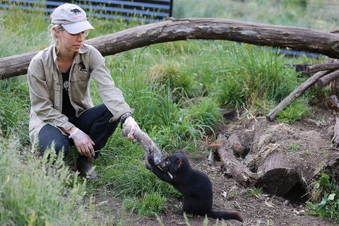 After Dark Tasmanian Devil Feeding Tour At Cradle Mountain - Accommodation Guide 1