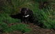 After Dark Tasmanian Devil Feeding Tour At Cradle Mountain - thumb 4