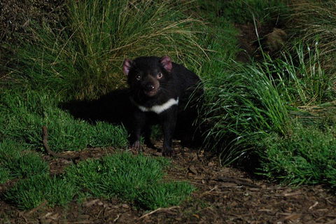 After Dark Tasmanian Devil Feeding Tour At Cradle Mountain - Accommodation Guide 4