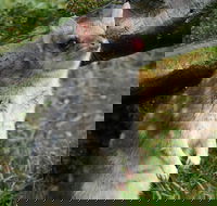 1-Hour Tasmanian Devil Feeding Day Tour at Cradle Mountain - Accommodation Guide
