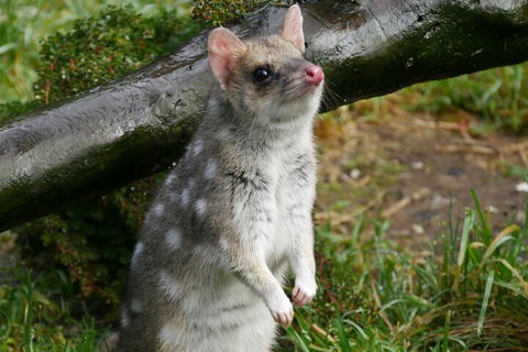 1-Hour Tasmanian Devil Feeding Day Tour At Cradle Mountain - Accommodation Guide 0