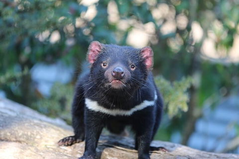 1-Hour Tasmanian Devil Feeding Day Tour At Cradle Mountain - Accommodation Guide 1