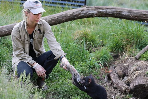 1-Hour Tasmanian Devil Feeding Day Tour At Cradle Mountain - Accommodation Guide 2