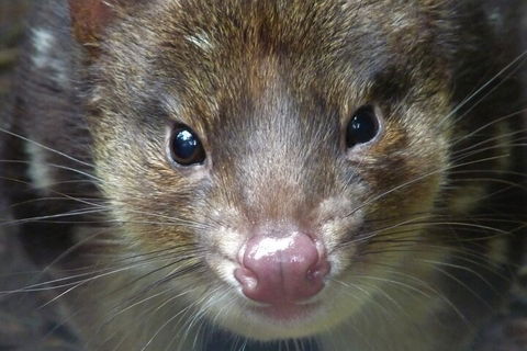 1-Hour Tasmanian Devil Feeding Day Tour At Cradle Mountain - Accommodation Guide 3