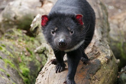1-Hour Tasmanian Devil Feeding Day Tour At Cradle Mountain - Accommodation Guide 4