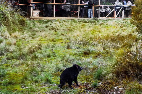 1-Hour Tasmanian Devil Feeding Day Tour At Cradle Mountain - Accommodation Guide 5