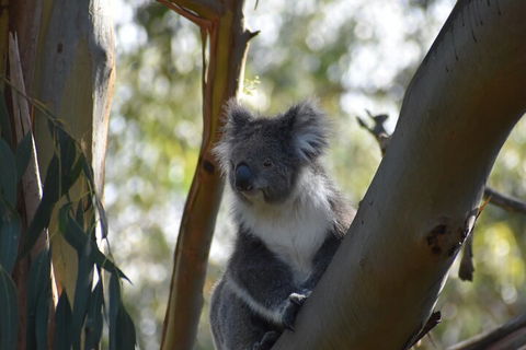 Healesville Sanctuary And Phillip Island Wildlife Bus Tour - Accommodation China 0