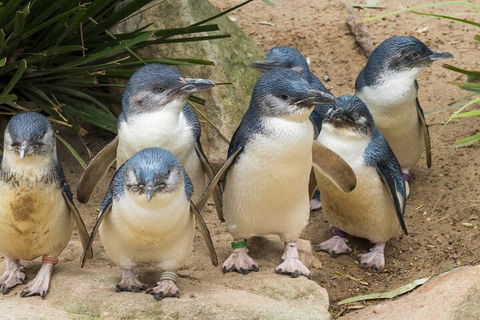 Healesville Sanctuary And Phillip Island Wildlife Bus Tour - Accommodation China 2