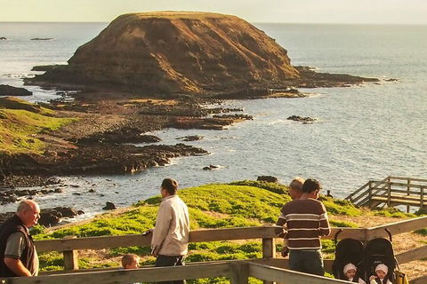 Healesville Sanctuary And Phillip Island Wildlife Bus Tour - Accommodation China 3