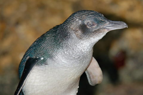 Healesville Sanctuary And Phillip Island Wildlife Bus Tour - Accommodation China 4