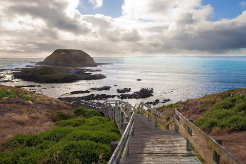 Healesville Sanctuary And Phillip Island Wildlife Bus Tour - Accommodation China 5