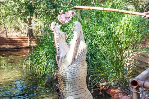 3 In 1 Tour: Matsoâ€™s Brewery, Broome Museum & Malcolm Douglas Crocodile Park - Accommodation Guide 3