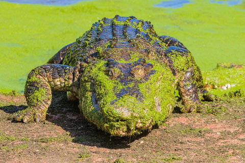 3 In 1 Tour: Matsoâ€™s Brewery, Broome Museum & Malcolm Douglas Crocodile Park - Accommodation Guide 4