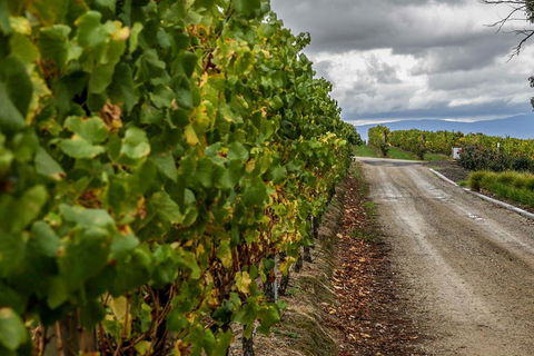 Yarra Valley Public Winery Tours - Accommodation Asia 2