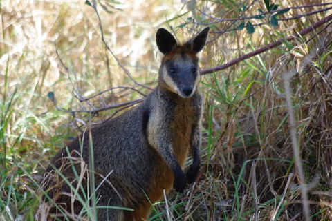 Byron Bay Combo: Hinterland Tour Including Minyon Falls And Kayaking With Dolphins - Accommodation Asia 2