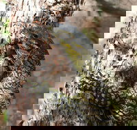 Byron Bay Combo Minyon Falls and Hinterland Day Trip and Learn to Surf at Byron Bay - Accommodation Guide