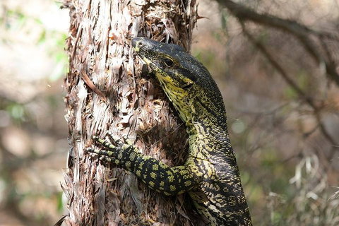 Byron Bay Combo: Minyon Falls And Hinterland Day Trip And Learn To Surf At Byron Bay - Accommodation Guide 0