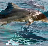 1.5HR Mudjimba Island Wildlife Safari - Accommodation China