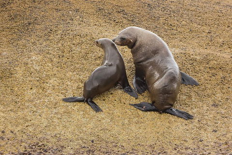 Wilsons Promontory Wilderness Cruise From Tidal River - Accommodation Guide 2