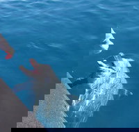 Noosa Wild Dolphin Safari - Accommodation China