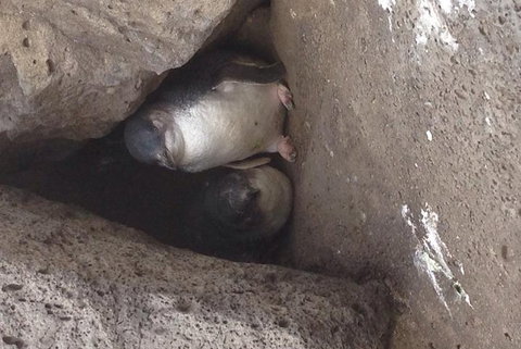 Food Tour Melbourne - St Kilda - Accommodation Guide 3