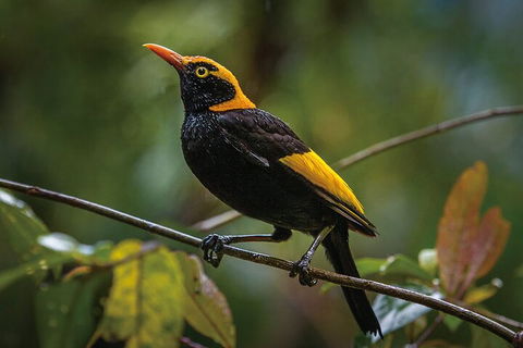 O'Reilly's & Lamington National Park From Gold Coast - Accommodation Asia 1