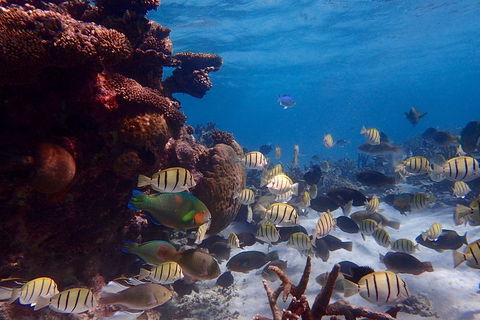 Lagoon Explorer - Ningaloo Reef Full-Day Kayaking And Snorkeling Adventure - Accommodation Guide 2