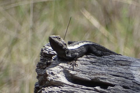 Inside The Greater Blue Mountains World Heritage - A Private Wildlife Safari Overnight - Accommodation China 2