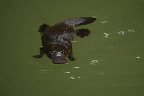 Inside The Greater Blue Mountains World Heritage - A Wildlife Safari Overnight - Accommodation China 5