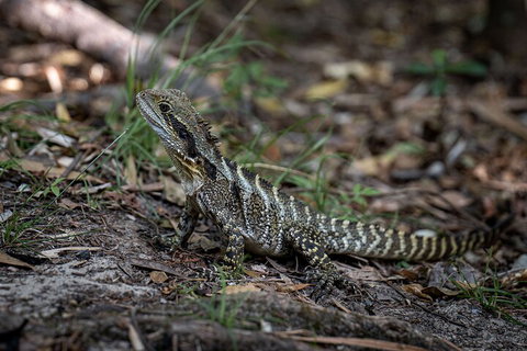 Cape Byron Aboriginal Tour - Accommodation Guide 3