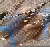 Mt Field National Park Active Day-Trip Including Bonorong and Mt Wellington - Accommodation China