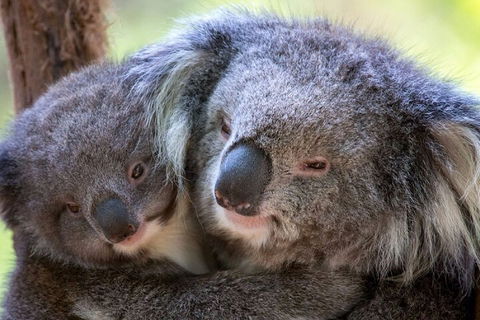 Half-Day Or Full-Day Tour With Private Guide From Melbourne - Accommodation Asia 1