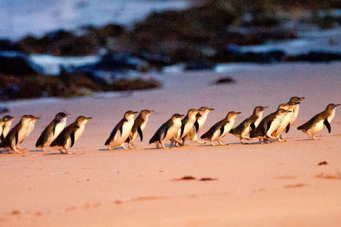 Half-Day Or Full-Day Tour With Private Guide From Melbourne - Accommodation Asia 5