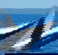 Mooloolaba Whale Watching Tour - Accommodation China