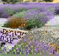 Kangaroo Island Food and Wine Trail Tour - Accommodation Guide